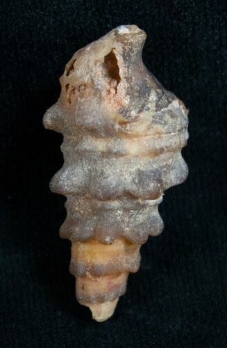 Agatized Gastropod From Morocco - #5554